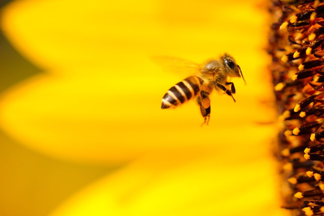Forget the Avengers. Bees Are the Real Superheroes