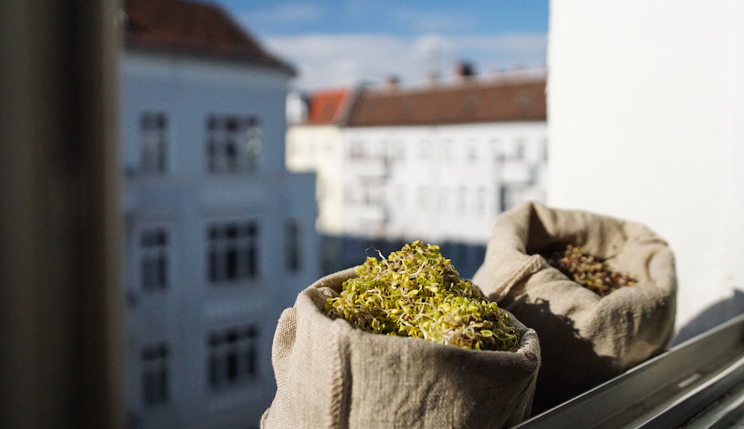 Why You Should *Bee* Obsessed with Broccoli Sprouts