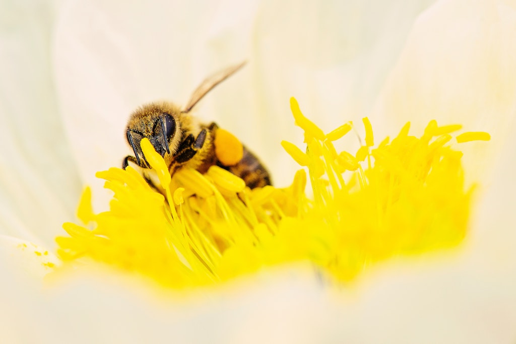 Migratory Pollination... Are We Asking Too Much of Bees?