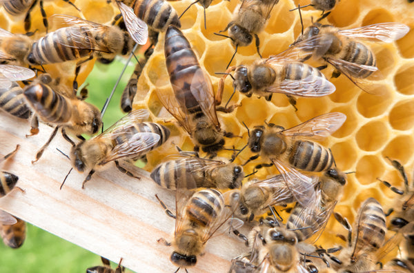 This Is *Exactly* Why We're So Obsessed with Queen Bees